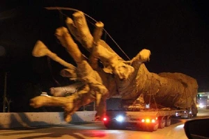 Vụ 3 cây 'khủng': Cục CSGT báo cáo Bộ Công an và Thủ tướng