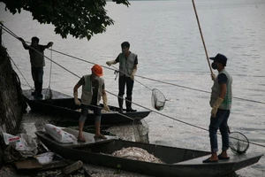 Cá lại chết trắng một góc Hồ Tây