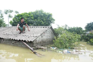 Lũ về - gà, cá, heo... ra đi!