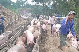 Phó Thủ tướng chỉ đạo ngăn chặn buôn lậu lợn