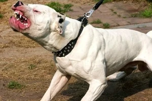 Người đàn ông bị chó Pitbull gần 30 kg cắn, kéo lê
