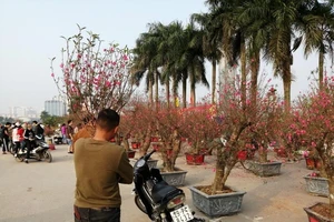 Đào, mai đua nhau khoe sắc đợi chủ nhân rước về chơi Tết