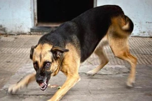 Bé trai 11 tuổi tử vong sau ba tháng bị chó cắn