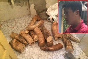 Bộ Công an bắt vụ vận chuyển ngà voi 'khủng'