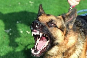 Bé trai bảy tuổi bị chó cắn 30 nhát, nhập viện cấp cứu