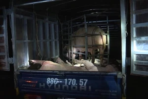 Chở nửa tấn heo bệnh đi tiêu thụ thì bị bắt giữ