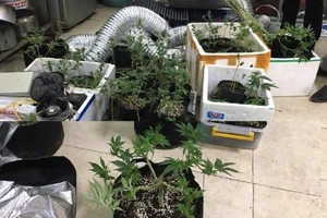 Choáng: Thuê nhà rồi trồng cần sa ngay giữa Hà Nội