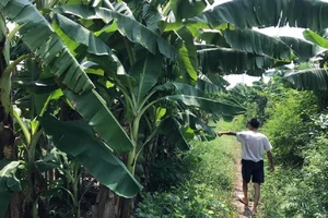 Truy tìm thanh niên nghi hiếp dâm bé gái 12 tuổi ở vườn chuối