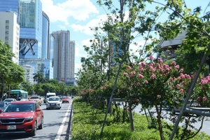 Di dời hàng cây phong lá đỏ trên phố Nguyễn Chí Thanh – Trần Duy Hưng