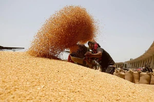 Ấn Độ 'hãm phanh' xuất khẩu lương thực, thế giới căng thẳng