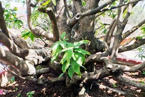 Chiêm ngưỡng cây mai cổ thụ dáng bạch tuộc ở Sài Gòn