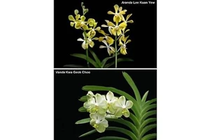 Độc đáo Hoa phong lan Aranda Lý Quang Diệu