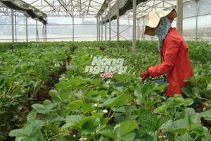 Giống dâu tây lớn 'như thổi', trồng sau 5 tuần thu hoạch