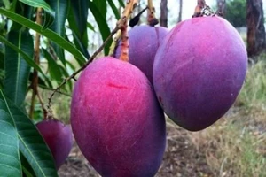 Xoài tím độc, lạ khiến người mua mắt tròn, mắt dẹt