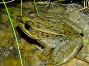 Dấu hiệu sắp có động đất ở Tây Ninh là tin đồn thất thiệt