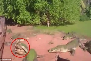 Cá sấu điên cuồng lao vào tấn công, cắn chân đồng loại