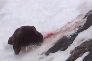 Cảnh thợ săn giết gấu dã man gây rúng động