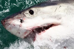 Thoát chết khỏi hàm cá mập nhờ đòn “nhất dương chỉ“