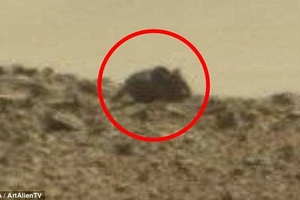 Dân mạng rúng động với ảnh chuột khổng lồ trên sao Hỏa