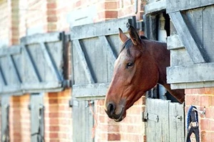 Báo động ngựa bị lạm dụng tình dục