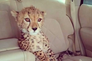 Cuộc sống xa hoa của con trai trùm ma túy El Chapo