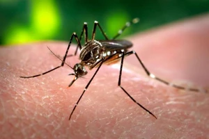 Bộ Y tế đang kiểm tra các mẫu nghi dương tính với virus Zika ở Nha Trang