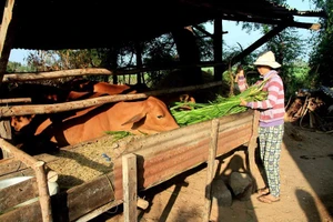 Trao đôi bò của bạn đọc tặng mẹ con chị Hương