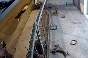 Trộm chó dọa chích điện cả chủ nhà