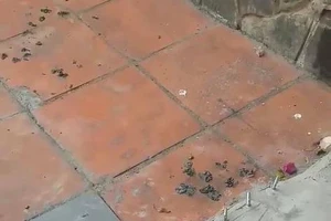 Đã xác định người tháo gỡ hàng đinh nhọn trên vỉa hè