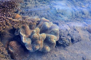 Choáng ngợp với rạn san hô Hải Chữ ở Phan Rang