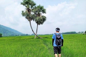 Cứu huyền thoại thốt nốt tình yêu Khedol ở Tây Ninh ​