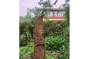 Cây long não của ông Lý đã mọc cành non sau khi được "cắt tỉa". Ảnh: SOHU