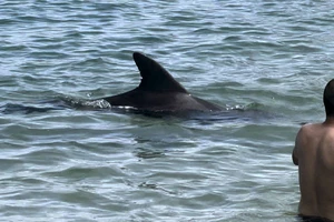 Giải mã hiện tượng cá heo 'cô đơn' tấn công người