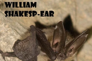 “William ShakespEar” - con dơi chiến thắng trong "cuộc thi sắc đẹp" dành cho dơi năm 2023. Ảnh: INSTAGRAM/BLM