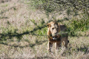 Dân làng bất lực khi sư tử tấn công 3 đứa trẻ, 1 bé gái không qua khỏi