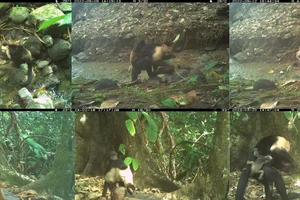 Phát hiện sốc: Khỉ đực 'bắt cóc' con sơ sinh loài khác