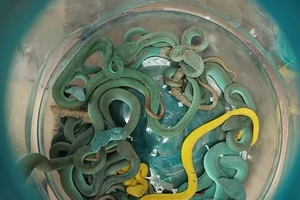 VIDEO, ẢNH: Bắt người ký gửi hơn 50 con rắn lục, rùa quý trên máy bay 