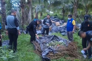 ẢNH: 620 bao, bó cần sa trong vườn sầu riêng ở Thái Lan
