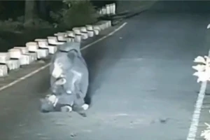 VIDEO: Nhói lòng gấu mẹ không nỡ bỏ lại con đang thoi thóp vì bị xe tông