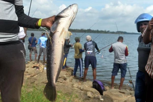 CHÙM ẢNH: Hơn 1.000 cần thủ đổ về cuộc thi câu cá lóc khổng lồ ở Sri Lanka