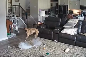 Chú chó Colton nghịch dại pin, làm cháy thảm trải sàn ở phòng khách khi chủ vắng nhà. Ảnh chụp màn hình: FACEBOOK/Chapel Hill Fire Department