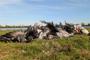 Ảnh: Cả ngàn con sếu hoang dã chết do dịch cúm A/H5N1 ở Đức