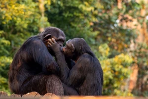 Nụ hôn xuất hiện trước cả khi có loài người?