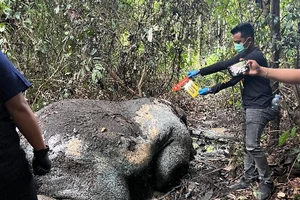 Voi Sumatra trong Sách Đỏ bị bắn, cắt đầu và lấy ngà