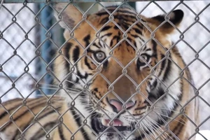 72 con hổ trong vườn thú ở Thái Lan chết hàng loạt trong chưa đầy 2 tuần