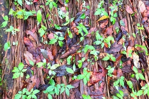 Sâm Ngọc Linh chết hàng loạt, thiệt hại khoảng 10 tỉ đồng