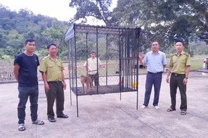 Giải cứu một cá thể khỉ đuôi lợn quý hiếm