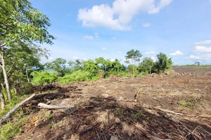 Đã xác định đối tượng hủy hoại rừng đầu nguồn để trồng mía