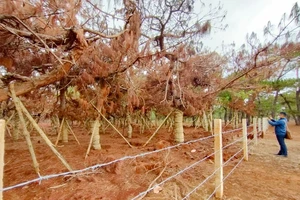 Dự án khiến lãnh đạo tỉnh Gia Lai bị xem xét kỷ luật