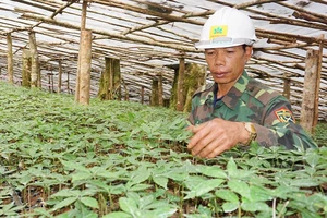 Kiến nghị khoanh nợ cho người trồng sâm Ngọc Linh 